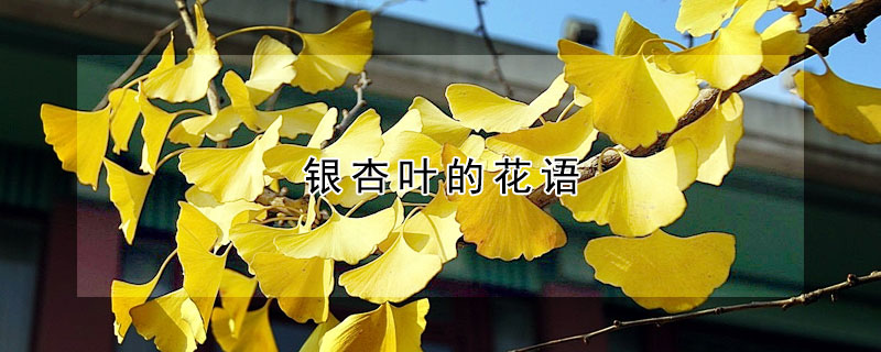 銀杏葉的花語