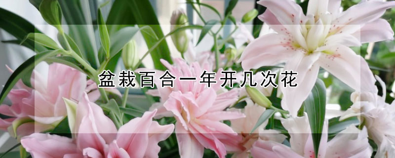 盆栽百合一年開幾次花