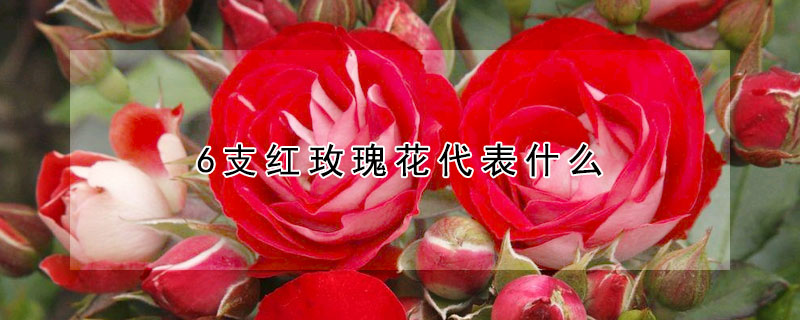 6支紅玫瑰花代表什么