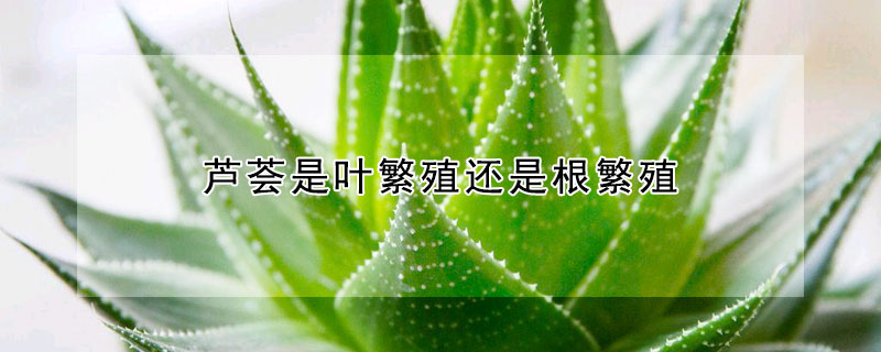 蘆薈是葉繁殖還是根繁殖