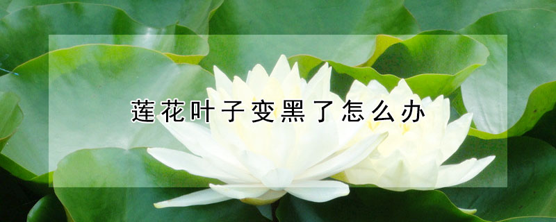 蓮花葉子變黑了怎么辦