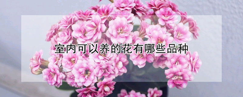 室內(nèi)可以養(yǎng)的花有哪些品種