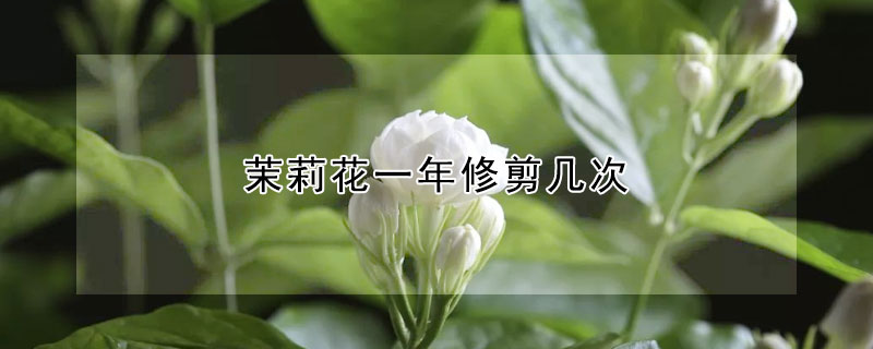 茉莉花一年修剪幾次