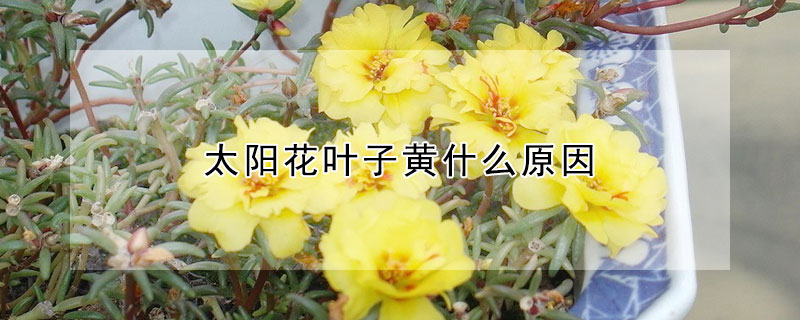 太陽花葉子黃什么原因