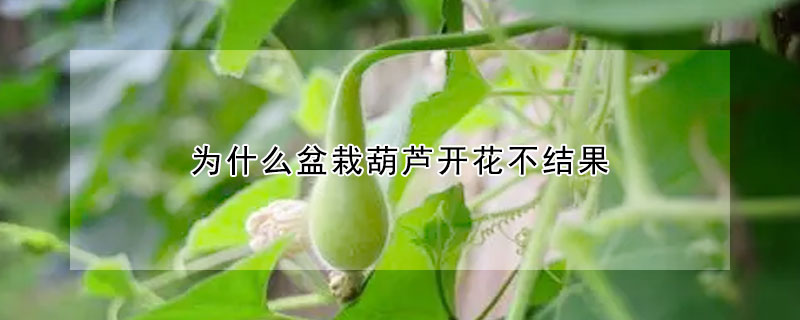 為什么盆栽葫蘆開花不結果