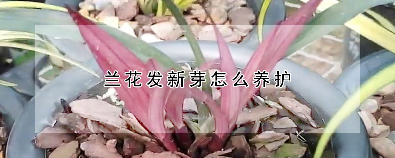 蘭花發新芽怎么養護