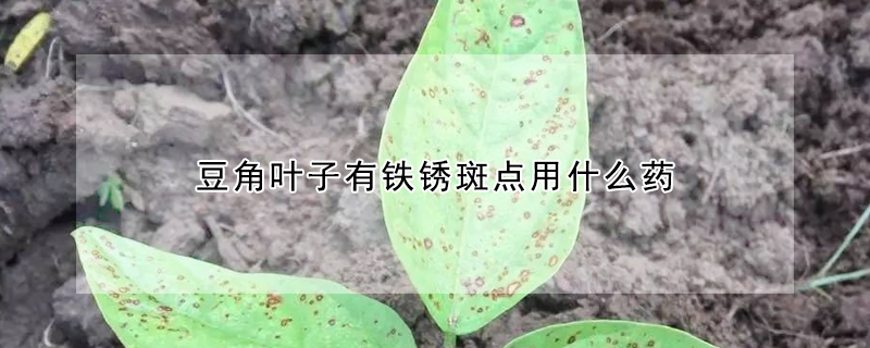 豆角葉子有鐵銹斑點用什么藥