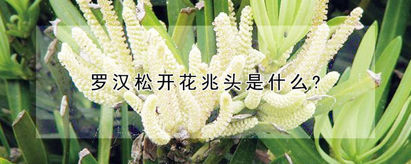 羅漢松開花兆頭是什么?