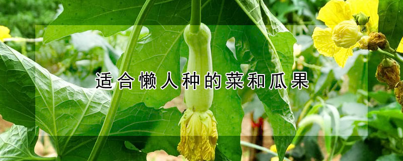 適合懶人種的菜和瓜果