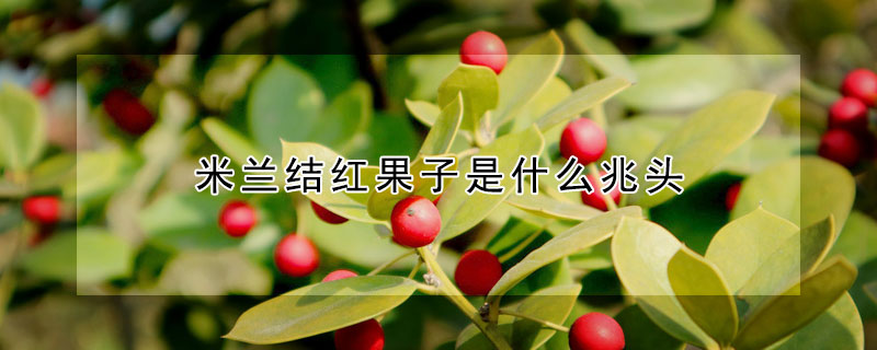 米蘭結紅果子是什么兆頭