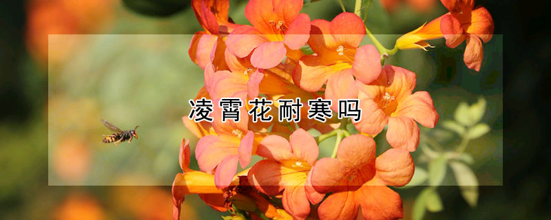 凌霄花耐寒嗎