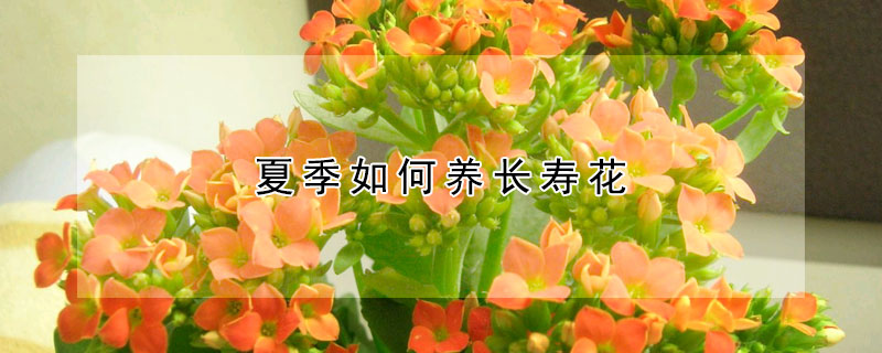 夏季如何養長壽花