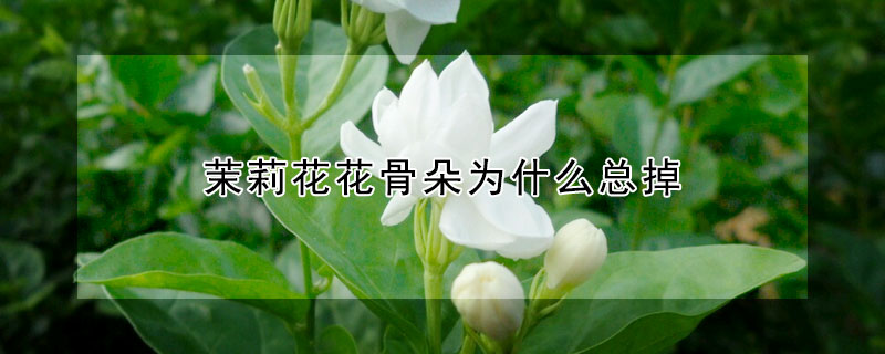 茉莉花花骨朵為什么總掉