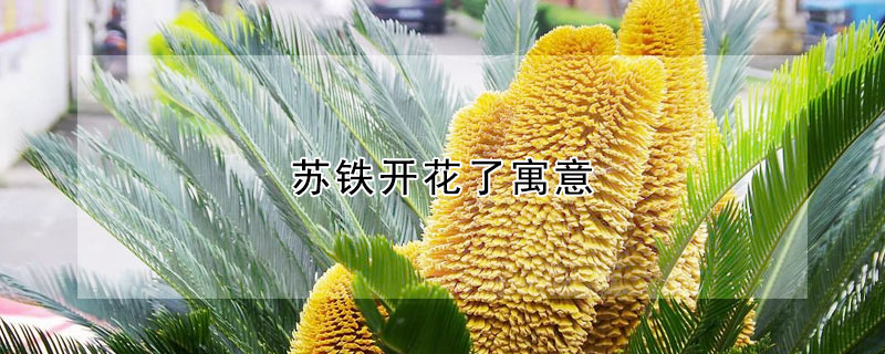 蘇鐵開花了寓意