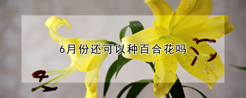 6月份還可以種百合花嗎