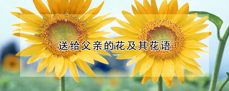 送給父親的花及其花語