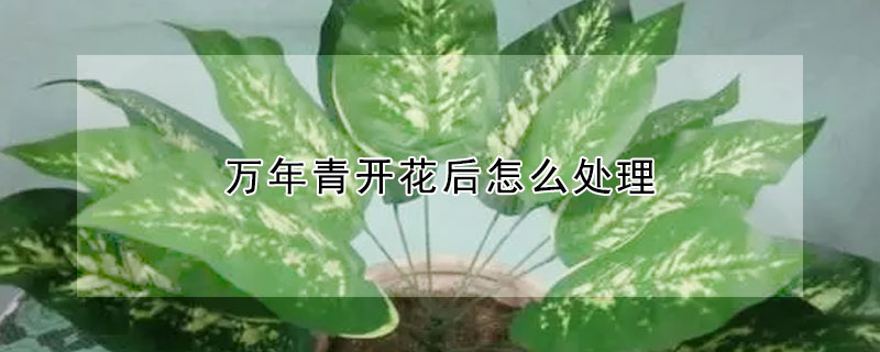 萬年青開花后怎么處理