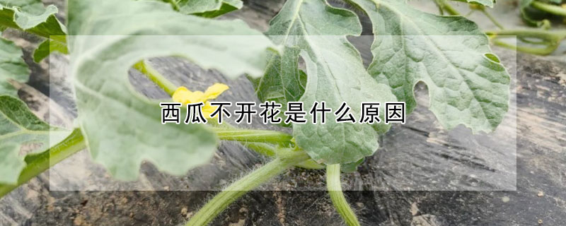 西瓜不開花是什么原因