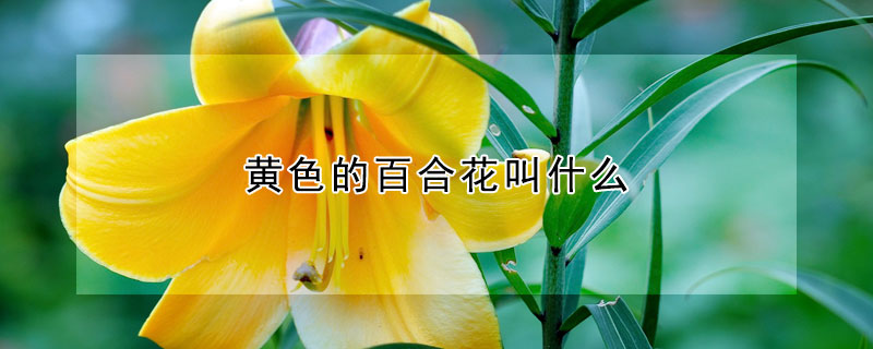 黃色的百合花叫什么