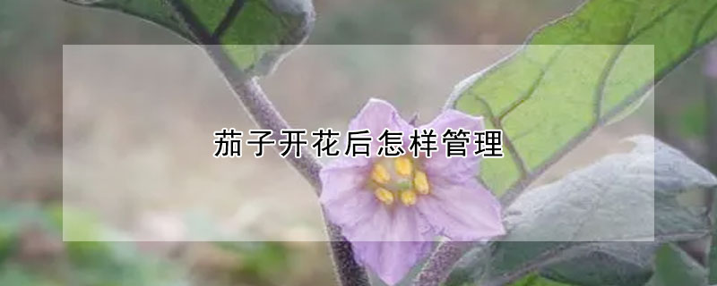 茄子開花后怎樣管理