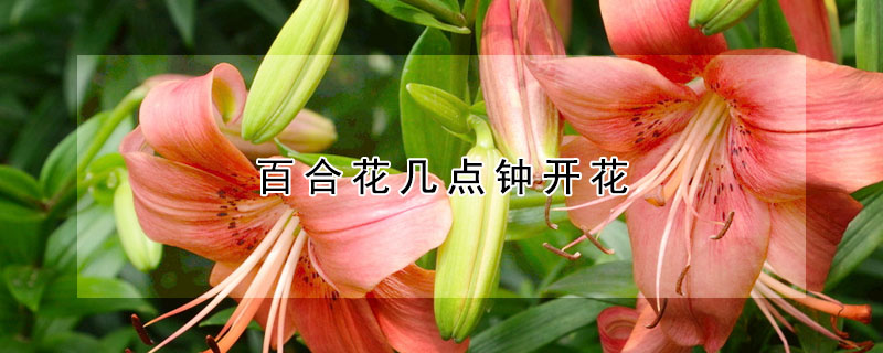 百合花幾點鐘開花