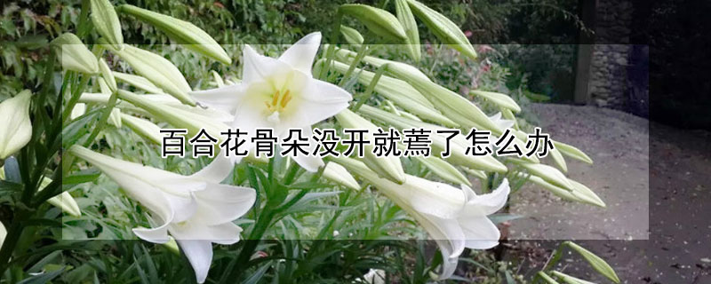 百合花骨朵沒開就蔫了怎么辦