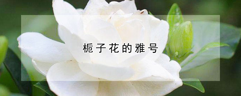 梔子花的雅號