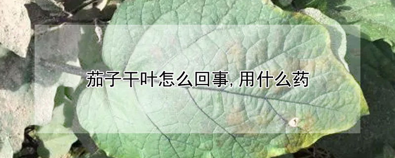 茄子干葉怎么回事,用什么藥