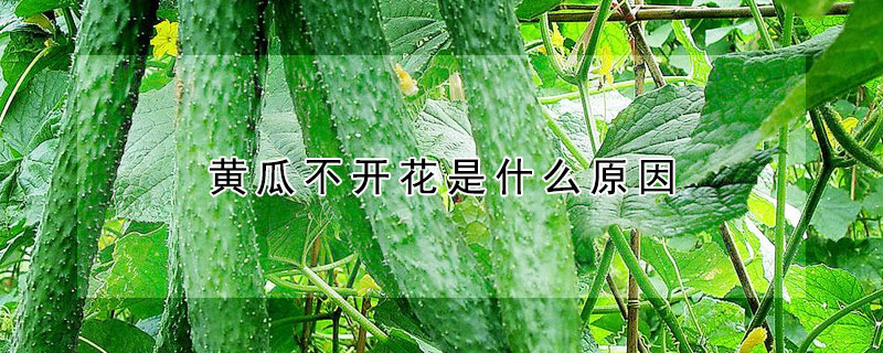 黃瓜不開花是什么原因