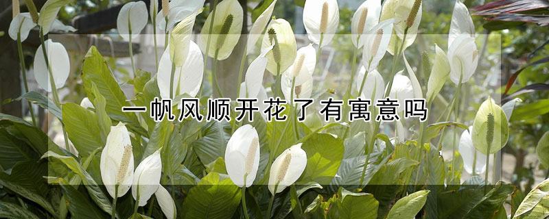 一帆風順開花了有寓意嗎