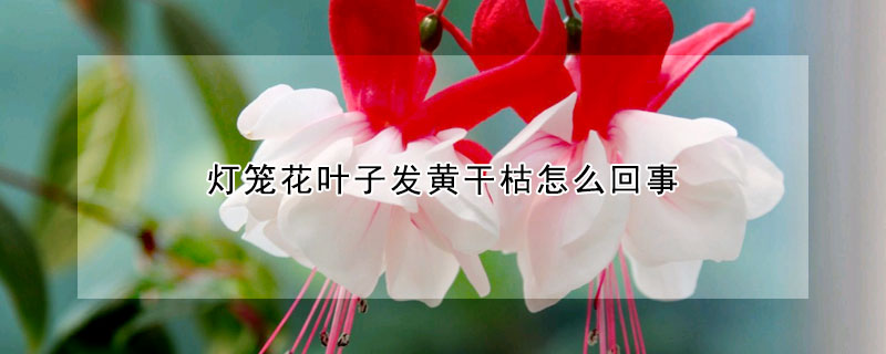 燈籠花葉子發(fā)黃干枯怎么回事