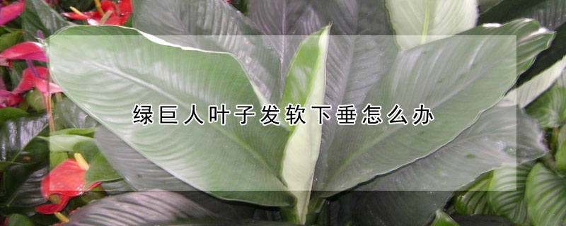 綠巨人葉子發(fā)軟下垂怎么辦