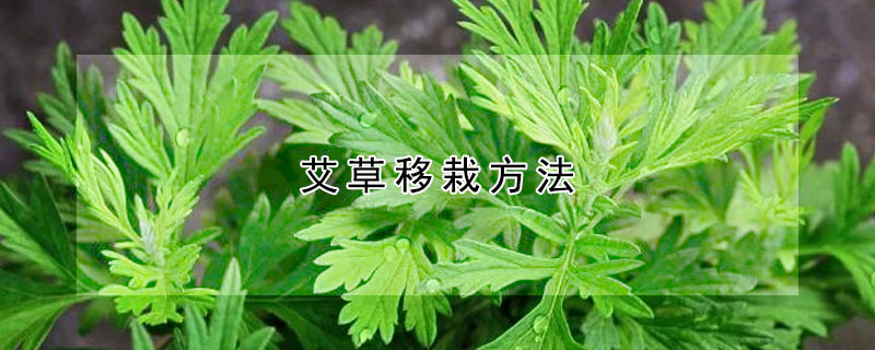 艾草移栽方法