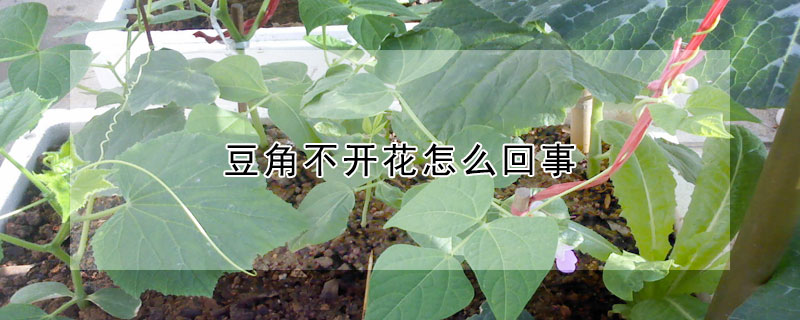 豆角不開花怎么回事