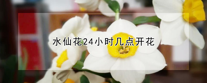 水仙花24小時幾點開花