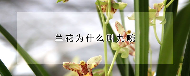 蘭花為什么叫九畹