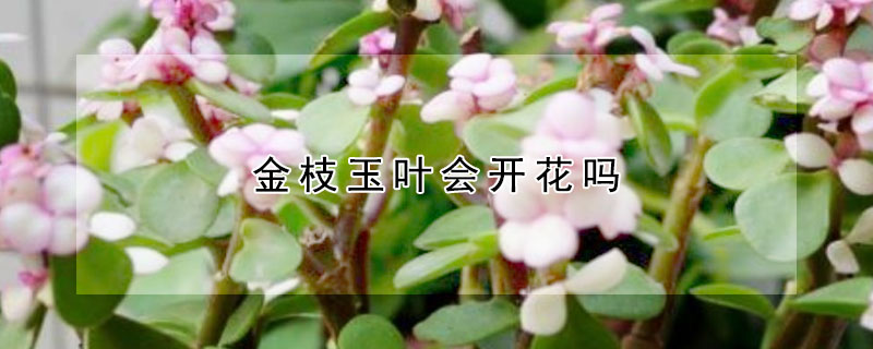 金枝玉葉會開花嗎