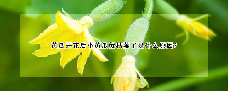 黃瓜開花后小黃瓜就枯萎了是什么原因?