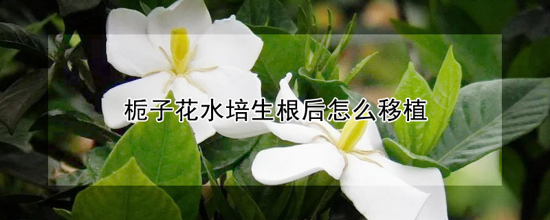 梔子花水培生根后怎么移植