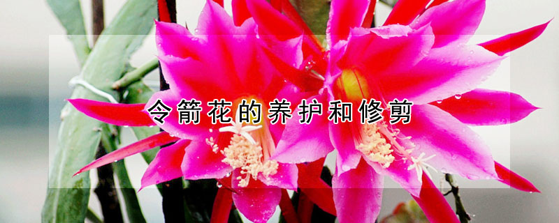 令箭花的養(yǎng)護(hù)和修剪