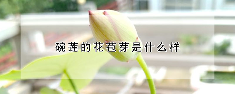 碗蓮的花苞芽是什么樣