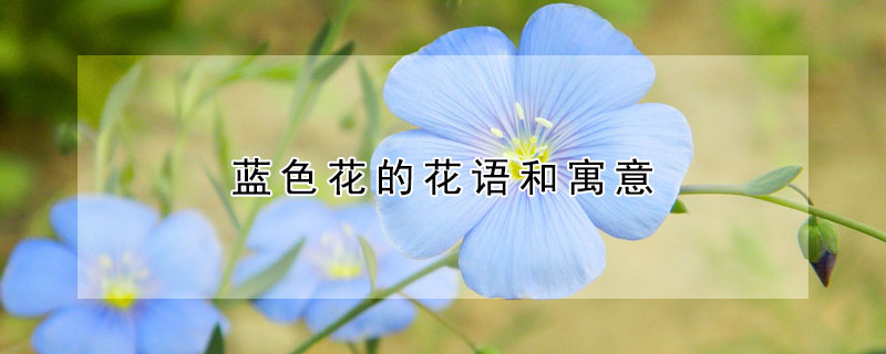 藍色花的花語和寓意