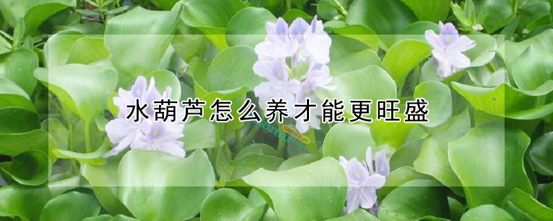 水葫蘆怎么養(yǎng)才能更旺盛