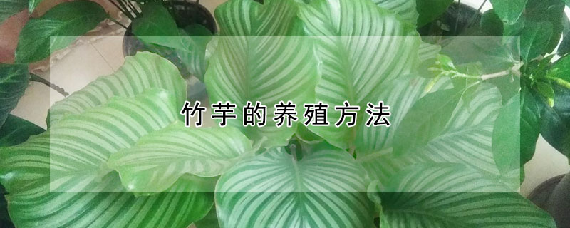 竹芋的養殖方法