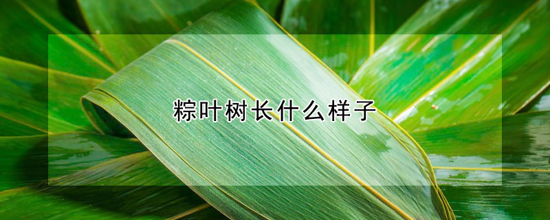 粽葉樹長什么樣子