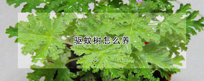 驅蚊樹怎么養(yǎng)