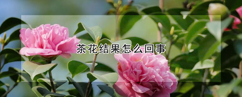 茶花結果怎么回事