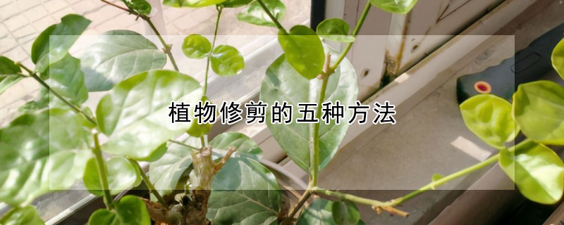 植物修剪的五種方法