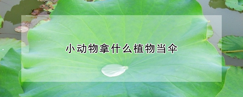 小動(dòng)物拿什么植物當(dāng)傘