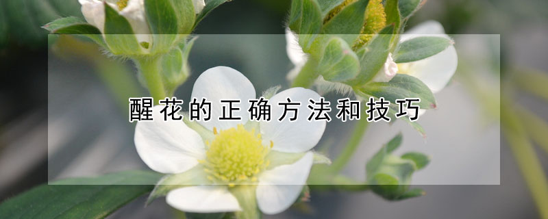 醒花的正確方法和技巧